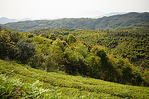 soi cau thong ke mb