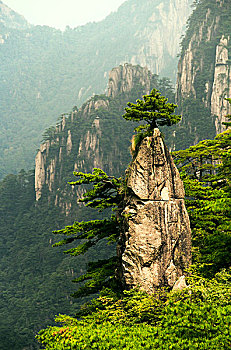 giống gà đá mới nhất