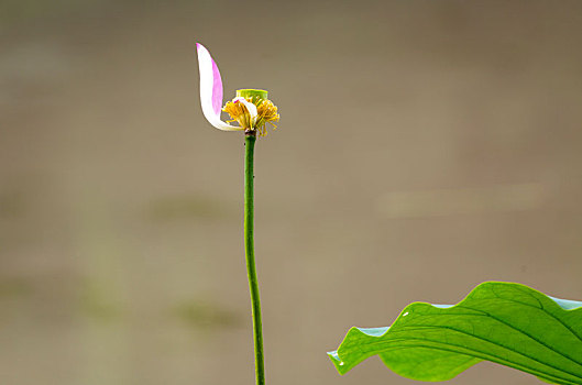 soi cầu tứ quý 7