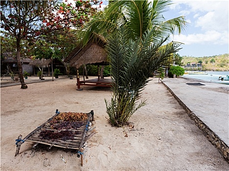 sx ca mau
