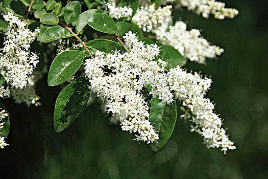 dự đoán xổ số than tai