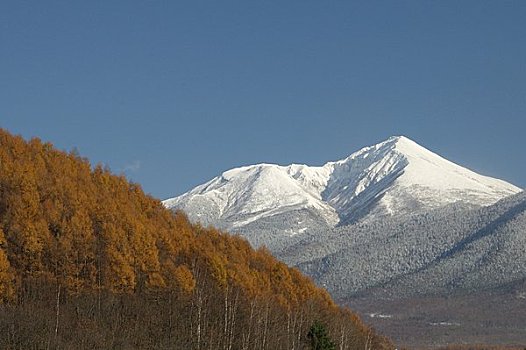 trang ga