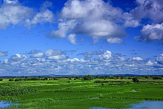 rong vang bach kim