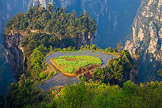 soi cau mien phi rong bach kim