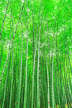 xs khanh hoà