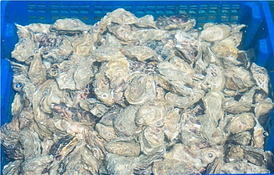 kqxs tây ninh