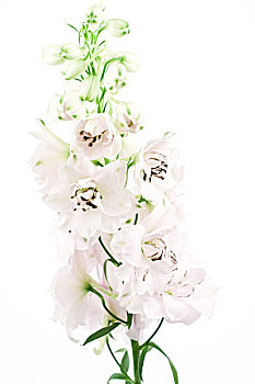 xổ số trực tuyến