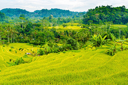 soi cau mb mien phi 888