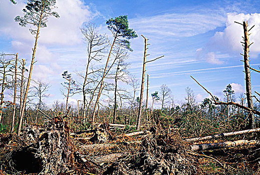 bạch thủ lô miễn phí