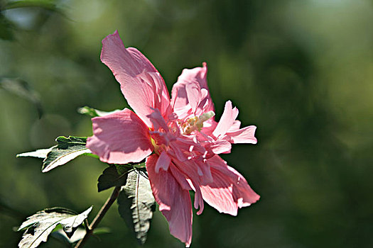 dự đoán bạch thủ