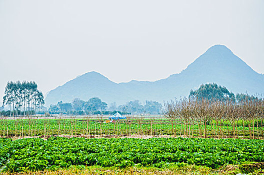 soi cau bach thu mien bac mien phi