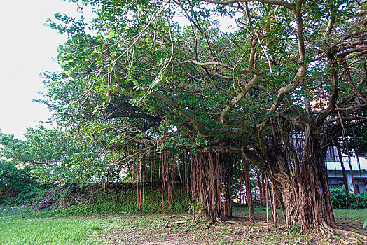 soi cau 123