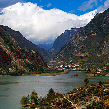 rong vang bach kim