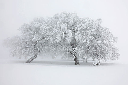 du doan rong bach kim