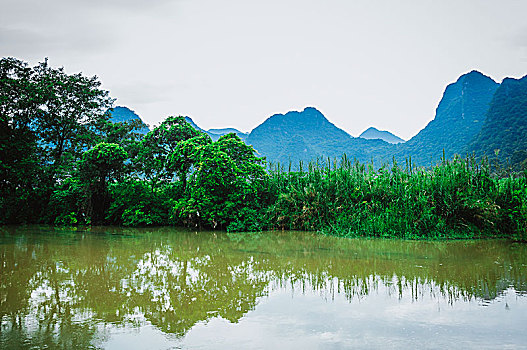 soi cầu rong bạch kim