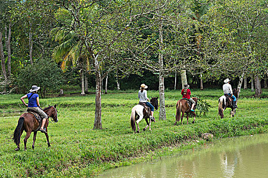 soi câu bach thu xsmb